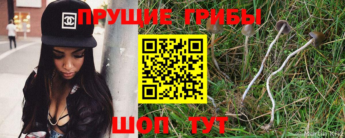 Псилоцибиновые грибы Psilocybe Ипатово